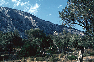 LEICA R6,MACRO-ELMARIT 2,8/60